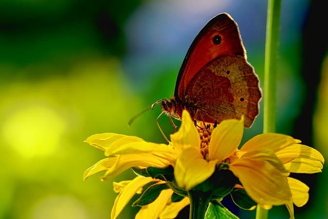 Terapia Online Claudio Shen